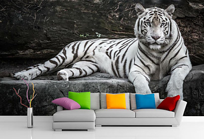 Fototapeta Tiger